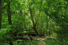 Ett grönt skogsområde