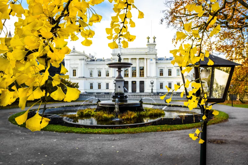 The University building in Lund with yellow gingko leaves in the foreground. Photo.